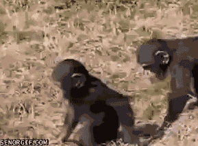 source.gif