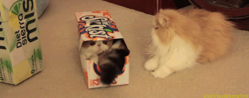 tumblr_mcq2a4n6oR1r4t7nto1_500.gif