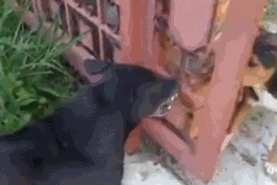 giphy.gif