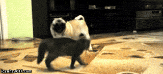 tumblr_mkkcfkh19J1s9hcgro8_400.gif
