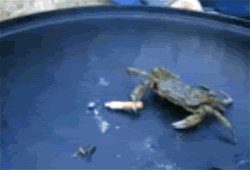 giphy.gif