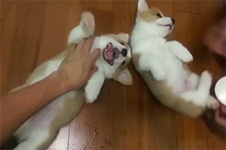 giphy.gif