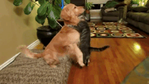 tumblr_okv3f4pUnK1u431g7o1_250.gif