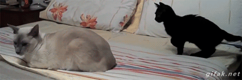 tumblr_nkongkTSvs1s2yegdo1_500.gif