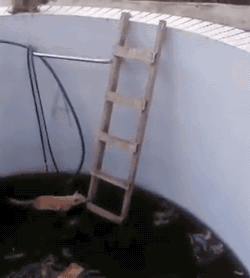 tumblr_nurtahptiY1s02vreo1_250.gif