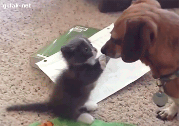 tumblr_nrn34y9q8B1s2yegdo1_400.gif