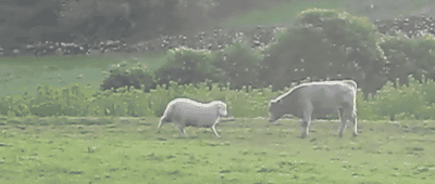 t6ZY6Vr.gif
