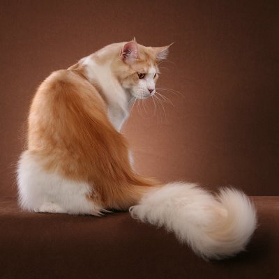 maine-coon-cat-creme-soda.jpg