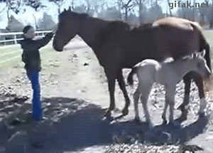 tumblr_o1o863msvJ1u5gamlo1_400.gif