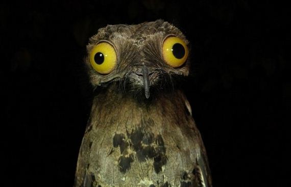 05-potoo_bird.jpg