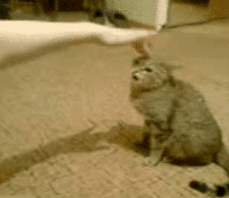 cat-launch.gif