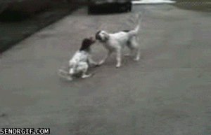 giphy.gif