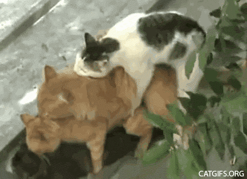 tumblr_p2ravaSBWJ1vzwdzzo1_500.gif
