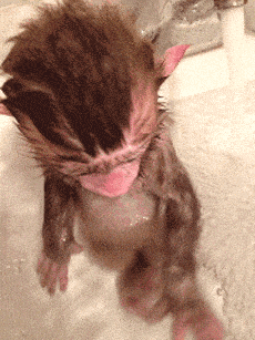giphy.gif