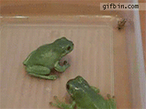 kzTgm.gif