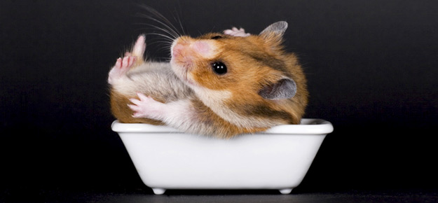 goldhamster-baden.jpg