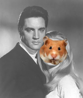 hamstermitelvis.JPG
