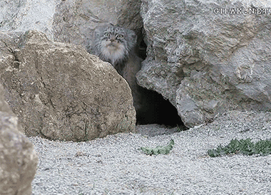 isGXwi2.gif