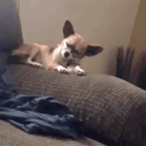 l2n0ycgied8x.gif