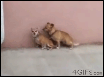 tumblr_lrtva6ES8c1qak053o1_250.gif