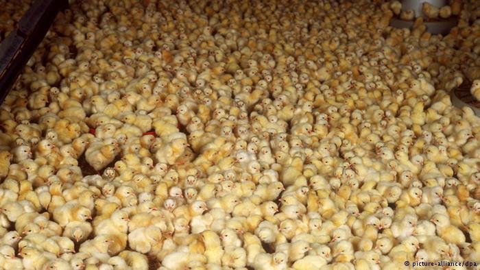 HUHN.jpg