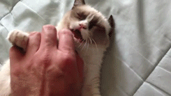 hornoxe.com_gifdump15_21.gif