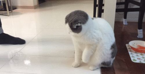tumblr_nmebewy8Am1uq2n6jo1_500.gif
