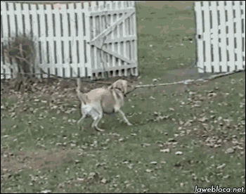 tumblr_nbafva4Fib1s02vreo1_400.gif