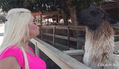 tumblr_nq368b0H7s1u2jwbho1_500.gif