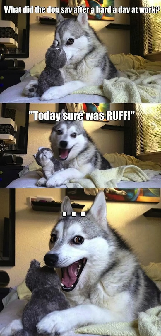 pun-dog-pun-husky-07.jpg
