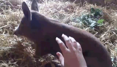 giphy.gif