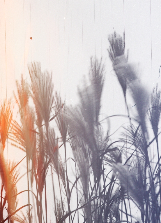 Frond_by_RPS05.jpg