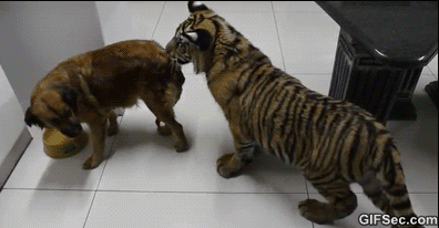 GIF-Tiger-vs.-Dog.gif