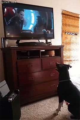 tumblr_nhgdemnLdu1s2yegdo1_400.gif