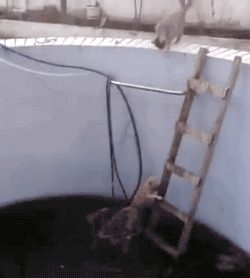 tumblr_nurtahptiY1s02vreo2_250.gif