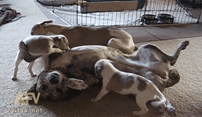 tumblr_nlmbbsiF4F1sn75h6o1_400.gif