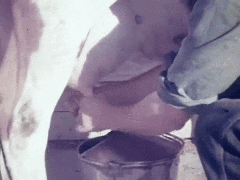 giphy.gif