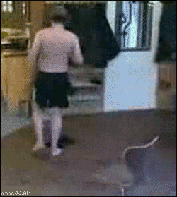 tumblr_o1c1wuNe201uqkuw9o1_250.gif