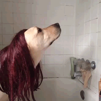 hornoxe.com_gifdump104_39.gif