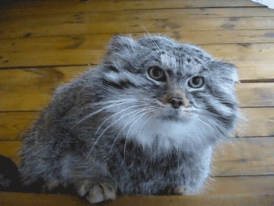 tumblr_n46nq6KORF1r28lqvo1_400.gif