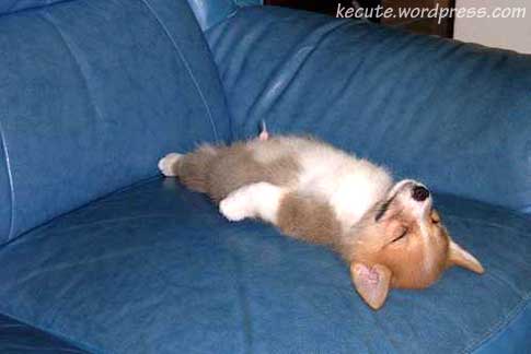 dog-funny.jpg