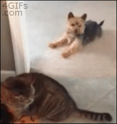 giphy.gif