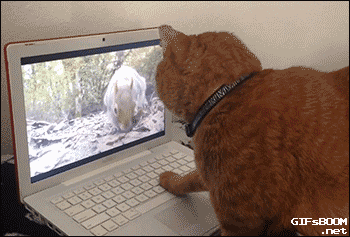 tumblr_nsw85c4l9t1s02vreo1_400.gif