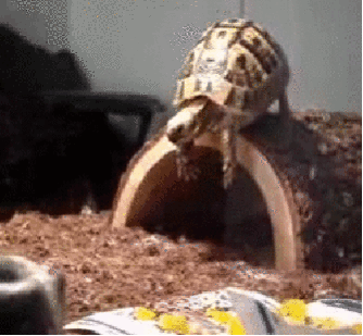 tumblr_nun1gkRv4f1s02vreo6_400.gif