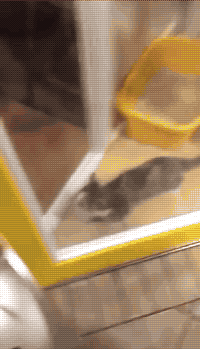 tumblr_nxo4wsEJRi1uluepno1_250.gif