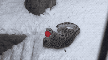 tumblr_olxy1wsPBq1s02vreo1_400.gif
