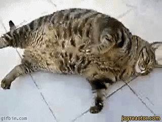 gif-fat-cat-roll-1101392.gif