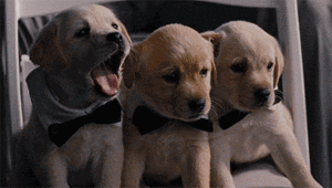 c9d2a47c1bea91eab0899c5c32f1c58e.gif