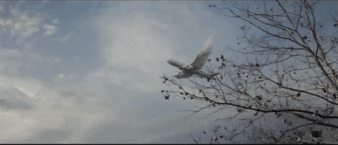giphy.gif