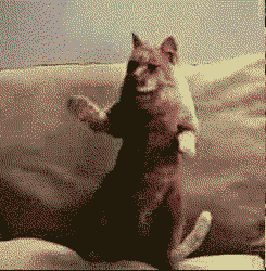 tumblr_m56jkq4iJE1rqfhi2o1_250.gif